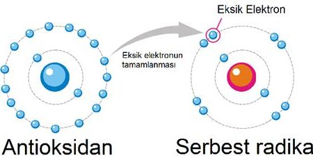 Antioksidanlar ve Sağlık: Serbest Radikallere Karşı Doğal Koruma