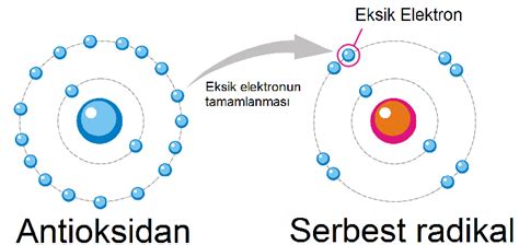 Antioksidanlar ve Sağlık: Serbest Radikallere Karşı Doğal Koruma