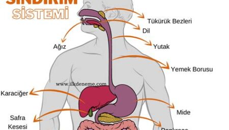 Kalori ve Sindirim Sistemi: Besinlerin Vücuda Etkileri